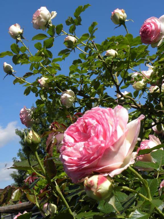 ホテルEntre Cour Et Jardin シャロン・アン・シャンパーニュ エクステリア 写真